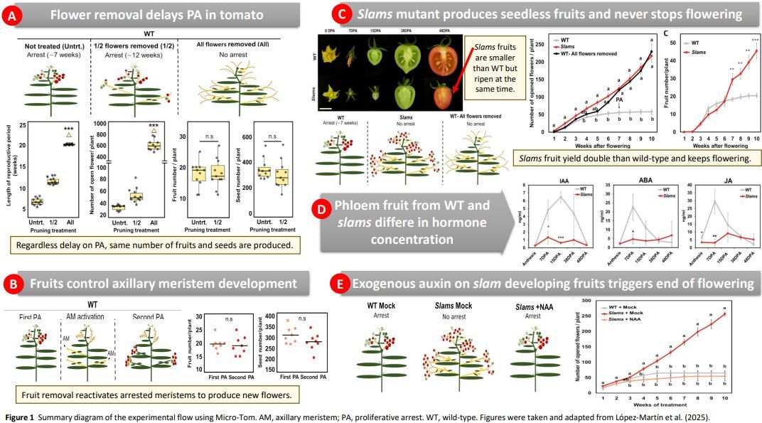PlantPhys's tweet image. NEWS & VIEWS: “Seeds tyranny: No flowers for old plants” (María Flores-Tornero) doi.org/10.1093/plphys… #PlantScience