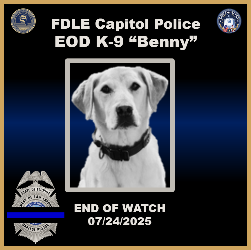 fdlepio's tweet photo. It is with a heavy heart we post. K9 Benny 🐾 EOW: 07/24/2025.

K9 Benny became an FDLE Capitol Police K9 in November of 2012. He served as an Explosive Ordinance Detection (EOD) K9, serving with endless courage and dedication. 

K9 Benny retired after nearly 10 years of service due to osteoarthritis in his joints after years of working. Upon his retirement, K9 Benny was adopted by his handler, Capitol Police Sergeant Russ Clark, and his family. 

While K9 Benny was been enjoying his retirement, he suffered an unforeseen life-threatening medical complication requiring emergency surgery. K9 Benny became very ill and vets discovered a tumor on his spleen. 

Thankfully, the surgery saved his life and he was able to celebrate his 13th birthday on November 28th, 2024. Unfortunately, the cancer had not gone away and K9 Benny was laid to rest on July 24, 2025, at North Florida Animal Hospital.

Rest in peace, K9 Benny.