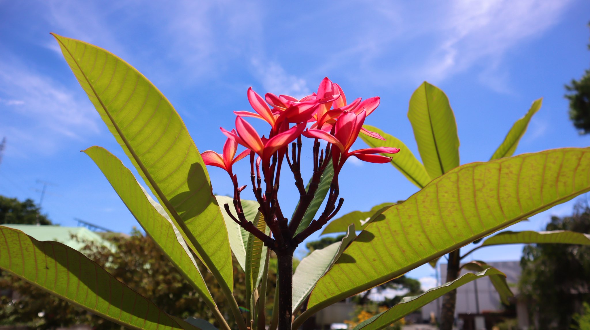 plumeria - Search / X