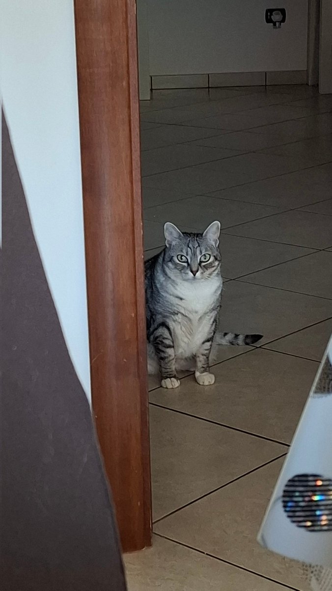 Ross92081477's tweet image. #seCercate qualcuno con cui condividere I silenzi, prendetevi un gatto. A un gatto non servono le parole per comprendere la tua anima. Buona serata 🌛