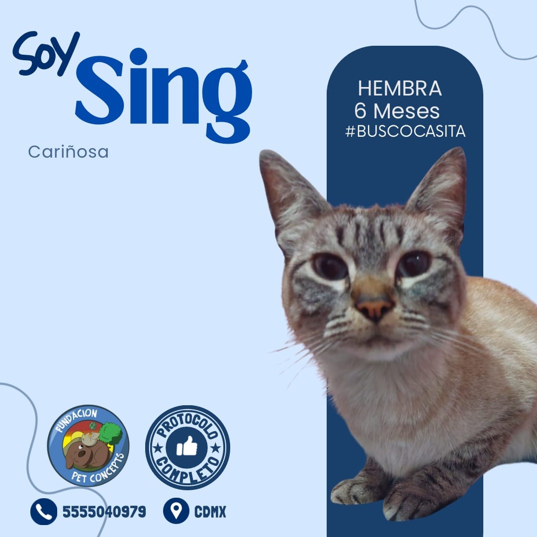 #BuscoCasita #AdoptaYSalvaUnaVida #AdoptaNoCompres #michita #Michis #Gatita #Cdmx