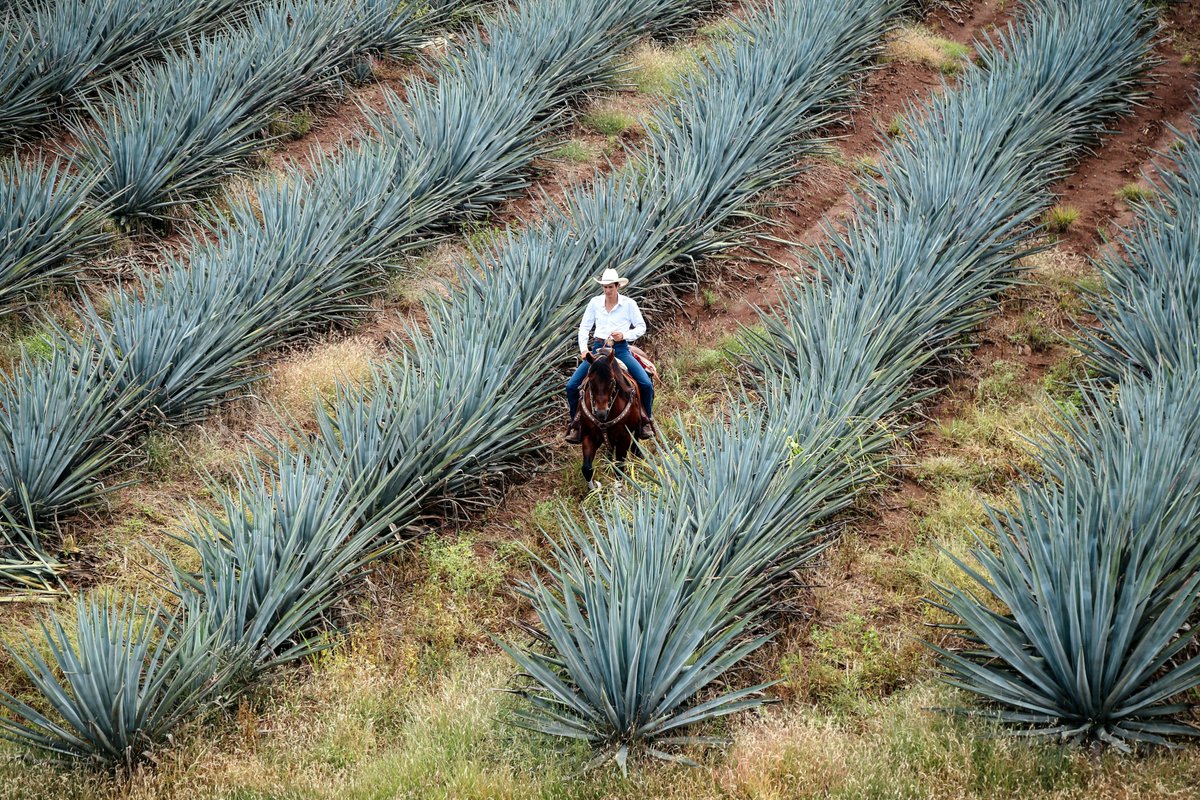SGarciaSoto's tweet image. 🎶 La música de este jueves en #AlaUna va con un ¡caballito! 🥃 por el Día Internacional del Tequila, que se festeja un día como hoy. En 1978, la OMPI reconoció su Denominación de Origen, y desde entonces, el tequila no solo se bebe, ¡se celebra!