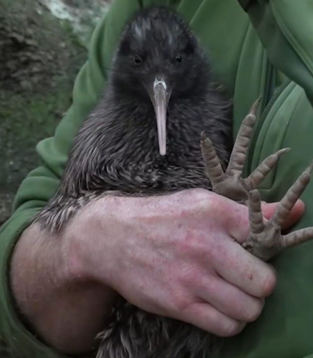 Dexerto's tweet photo. A conservation-trained dog has helped to find a bird that hasn't been seen in the wild in over 50 years

The dog, named Brew, was trained to find Little Spotted Kiwis, leading to the rediscovery of two individuals https://t.co/kmkhlQ7NeD