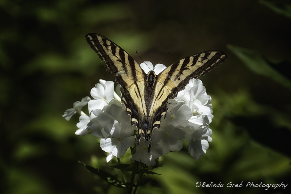 An Eastern Tiger Swallowtail on a White Flower by Belinda Greb
belinda-greb.pixels.com/featured/easte…
#photography