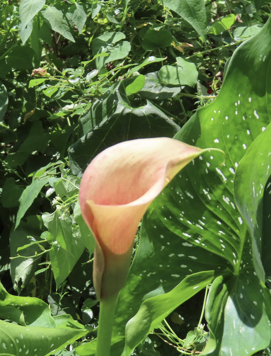 BradyTheSilky's tweet image. A pink #calla #lily that fades to orange as it ages. #floweroftheday #flowergarden