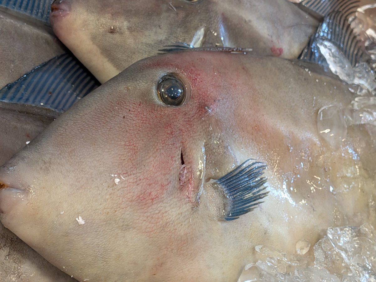 uokeioarai's tweet image. おはようございます、魚結です✨
今日のおすすめでは、大洗産特大ウマヅラハギ(約35cm)一尾600円‼️
お刺身、フライ、煮付け等で大変美味しい地魚です🐟
(お電話でのご注文承っております。)
(7月26.27日は、
臨時休業とさせて頂きます。)
よろしくお願い致します🙇
#ウマヅラハギ #大洗