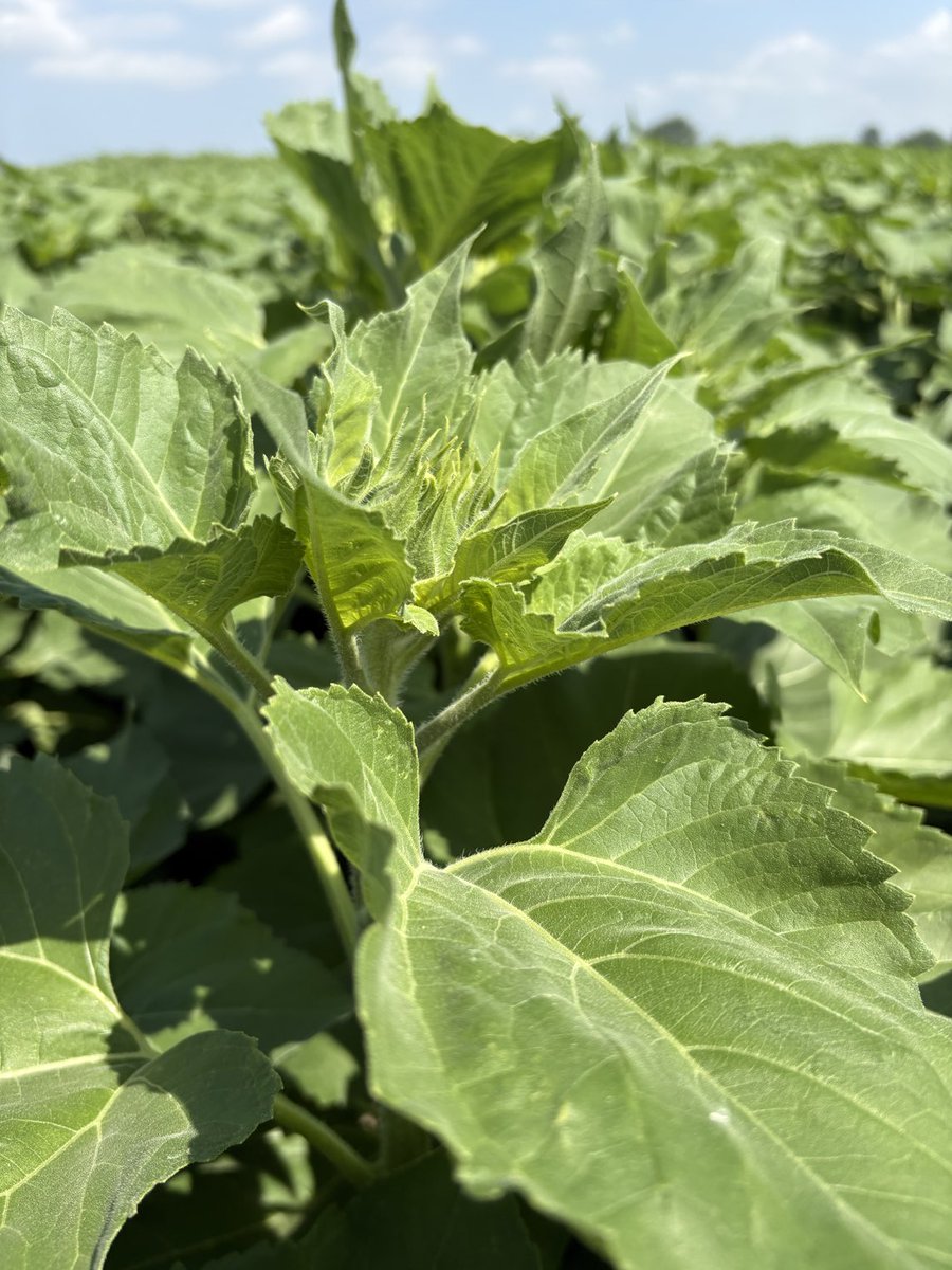 Trying out some sunflowers in the Hensall plots this season ⁦<a href="/HDCAgronomy/">Hensall Co-op Agronomy</a>⁩