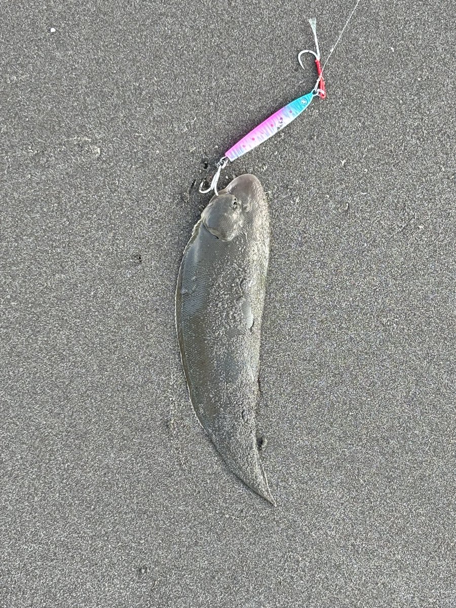 おはサーフしてきたけど、、、
外も海の中もあちい笑笑
こりゃー魚達も深場にいくわ笑笑笑
とりあえずシタビラメだけきました笑