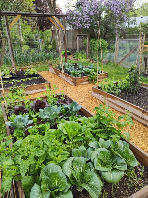 ShimoYvette's tweet image. Grow your own in small spaces! Container gardening is a great way to enjoy fresh food at home!