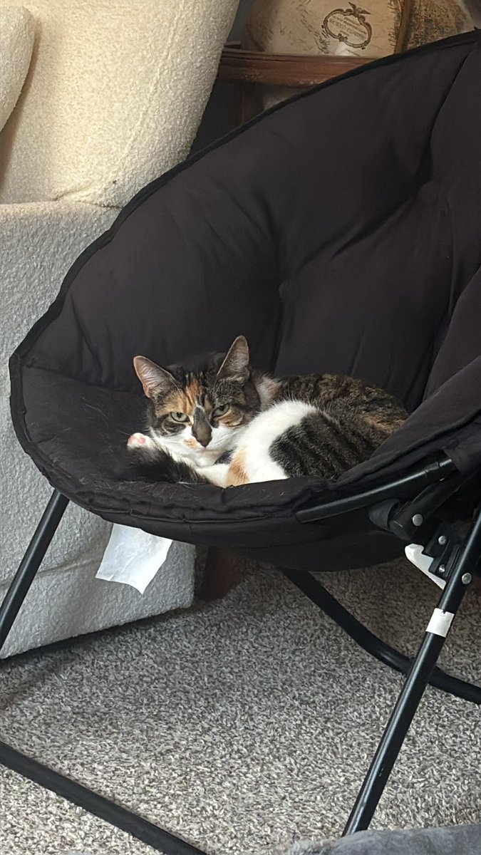 blossumupdate's tweet image. We are moving into a new apartment in August which is much bigger. I hope blossum likes it 😖