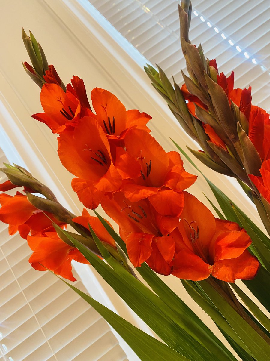 haiku366's tweet image. in a high sprung vase
gladioli sprint of red
to cheer a darkness
