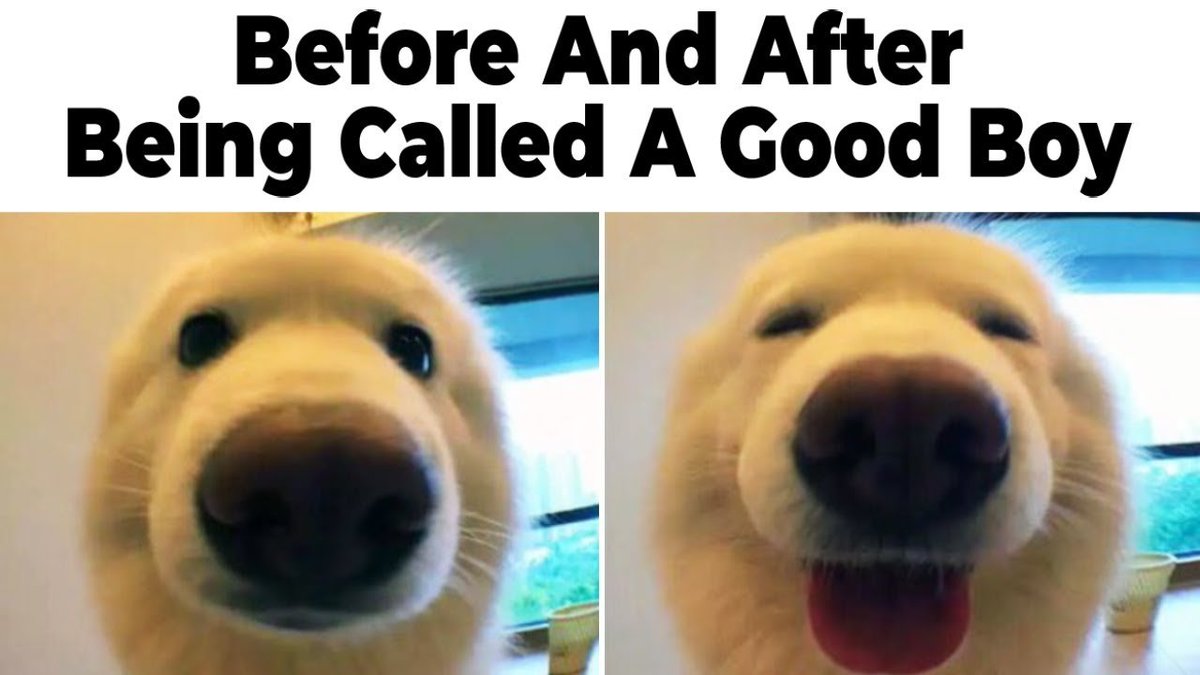 justbigdogs's tweet photo. Before: Just a regular pup.
After being called a “good boy”: Confidence. Boosted. Smile. Deployed. 🐶✨
#GoodBoyEnergy #JustBigDogs #DogSmiles #WholesomeTails #DogHumor #TheBigBark #FeelGoodPets https://t.co/MiDvC465x7