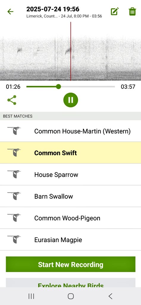 DonoghSweeney's tweet image. Swifts, House Martins & Swallows. My favourite summer soundtrack 😃