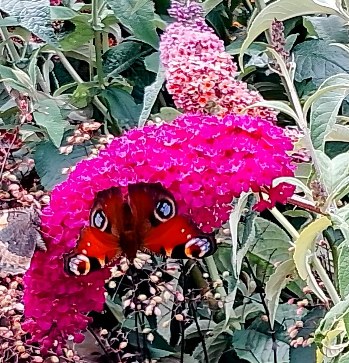 Trinkle96619465's tweet image. #InsectThursday ๐ my only clear photo of my favourite butterfly, taken at a garden centre where there were dozens of them round the Buddleias