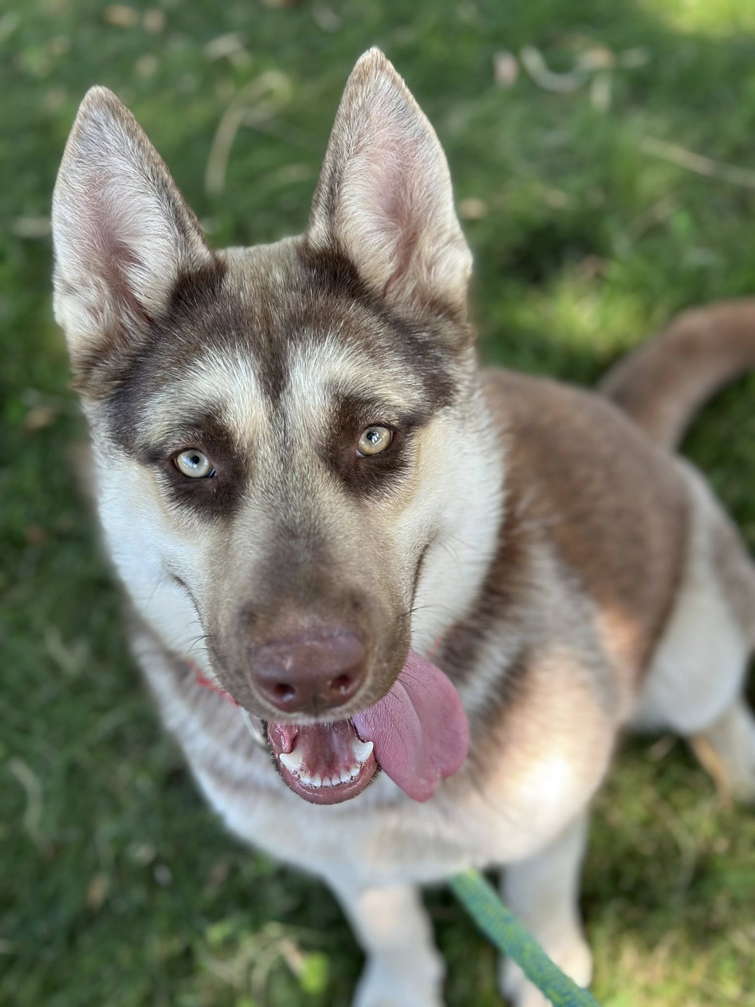 DUSTY HUSKY 1st YxKxLページ Bradshaw Shelter on X: