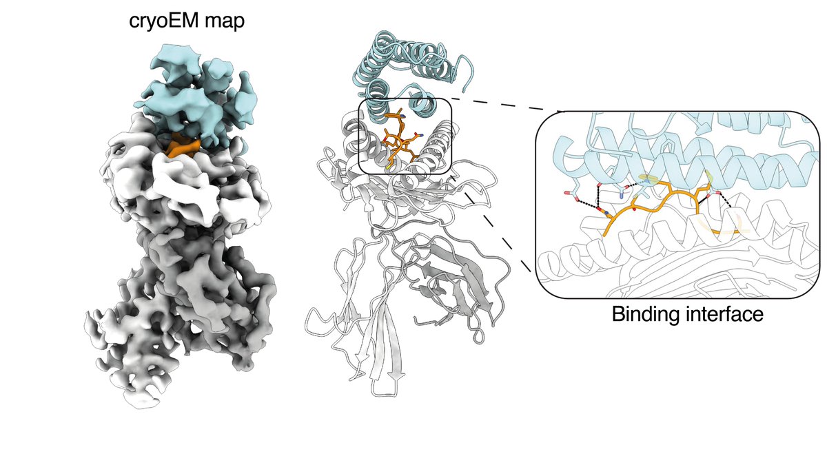 Kristoffer H. J. tweet media