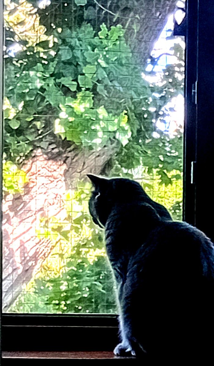 Катерина Галич tweet media