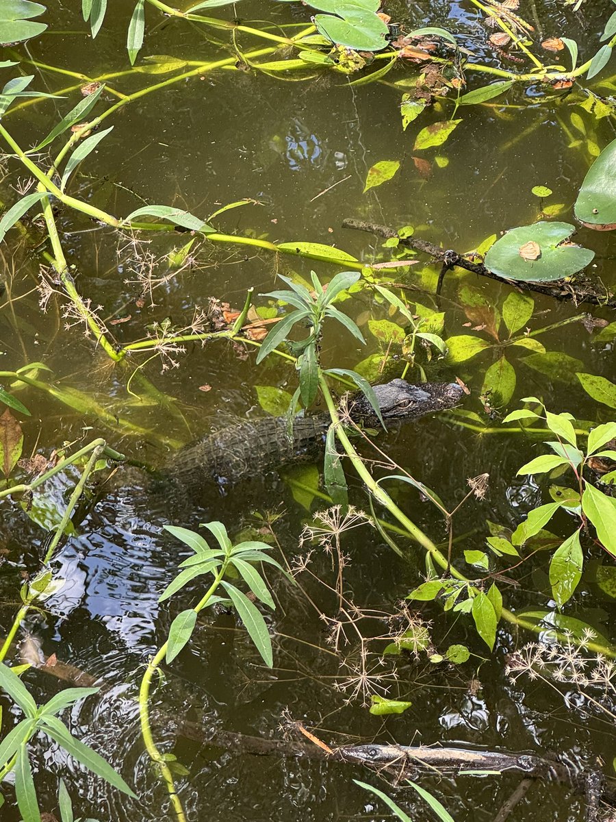 R_ElGN's tweet image. Baby gator’s at work today