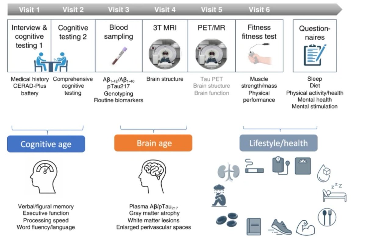 GeroScienceAGE's tweet photo. ❗Just Published: Open🔓 Access Article
A physically and mentally active lifestyle relates to younger brain and cognitive age by Niklas Behrenbruch (@NBehrenbruch) & Anne Maass (@anne_maass) et al.
https://t.co/ChlhqngjmD
#brainage #CognitiveAge #Resilience #brainmaintenance #AlzheimersDisease #lifestyle