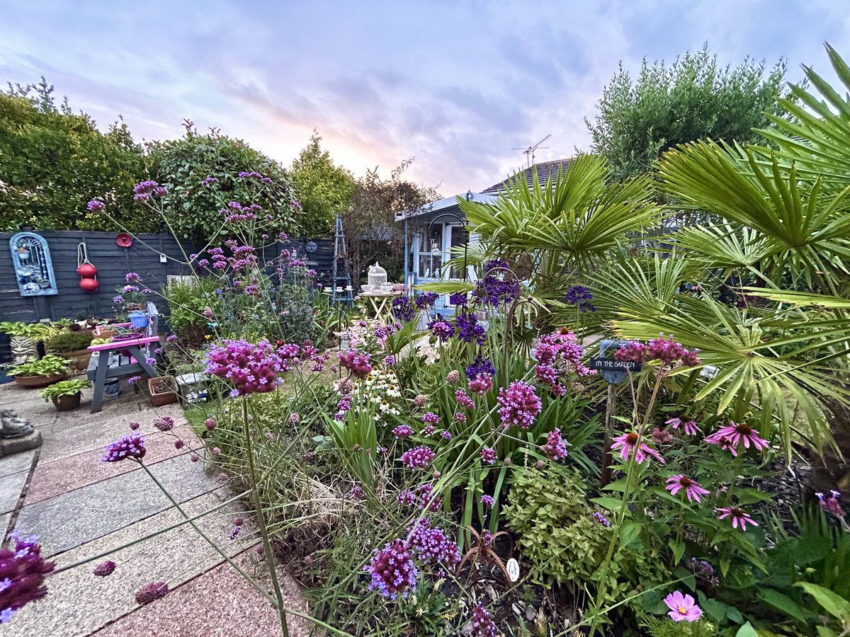 vanessa_c_clark's tweet image. Just taken this photo of my garden. #gardening #flowers #Dusk