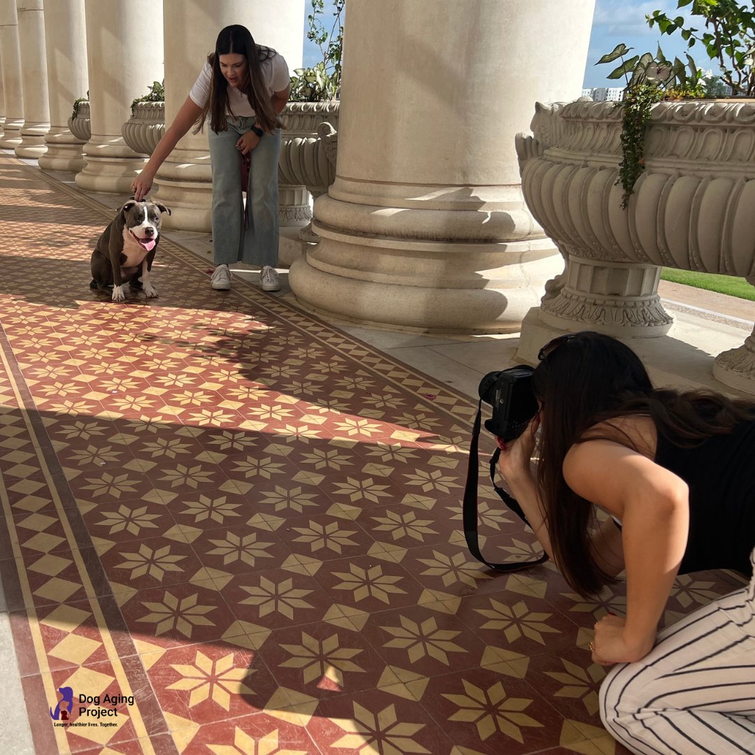 DogAgingProject's tweet image. Happy National Dog Photography Day! 📷🐶 We want to see your adorable dog photos! Share your favorites with us and let’s celebrate our furry friends together!
🐾 If you haven’t joined the Dog Aging Pack yet, come be a part of our community at dogagingproject.org!