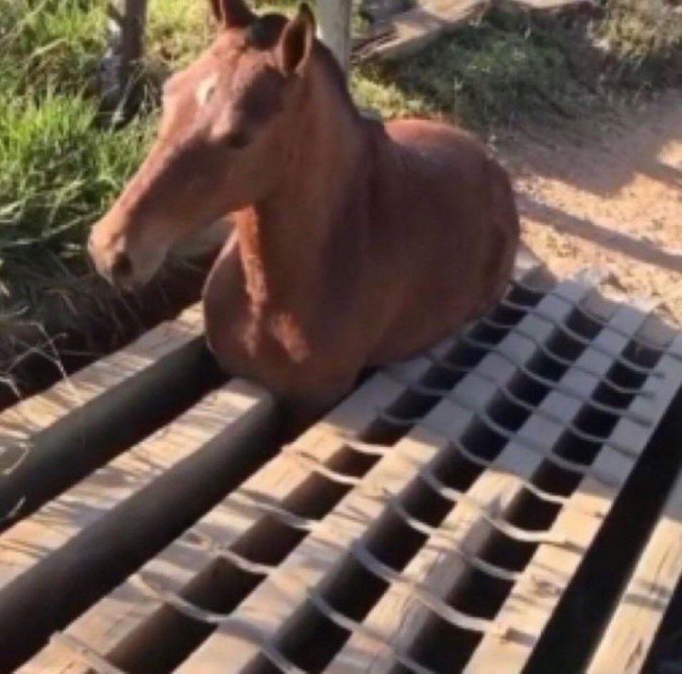 gcg545's tweet image. El caballo viendo cómo me he metido toda su keta