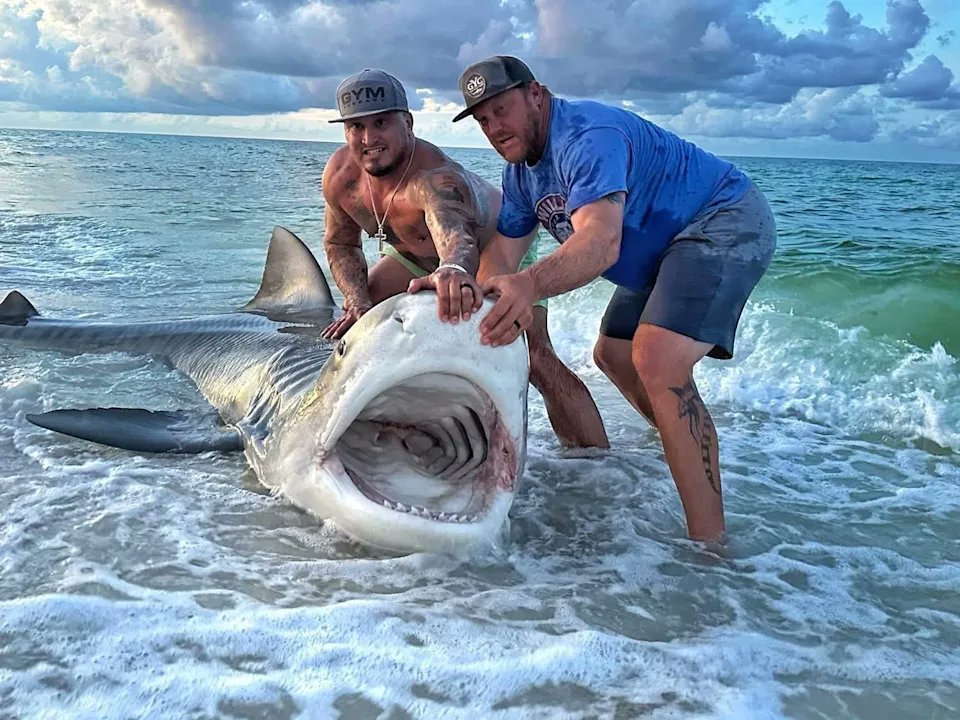 goencommando999's tweet image. #SharkWeek #July2025
A humongous 1,000-pound tiger shark made an on-shore appearance at a popular Florida beach in the early morning of July 9, 2025.
Angler Trey Linder reeled in an estimated 11-foot, 8-inch massive shark at Pensacola Beach - a beach I live very close to.