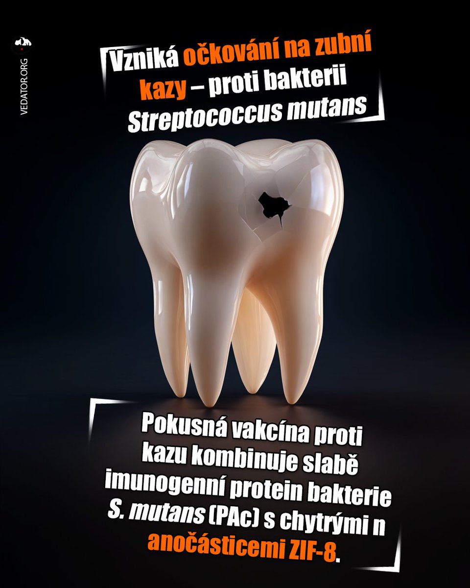 Vedator5's tweet image. 🦷 Očkování proti bakteriálním původcům kazu není nevzniká poprvé, ale ve srovnání s dosavadními pokusy vyvolala nová vakcína vyšší hladiny protilátek, aktivaci T-lymfocytů u pokusných zvířat! 🧫

Víc u kemů hír ► sciencereveal.cz/vedci-vyvinuli… 🗞️

#zdravi #zuby #veda #science