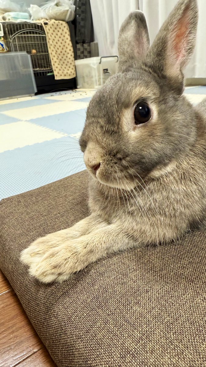 Rose_and_rum's tweet image. おはようございます☺️

もフライデー🐰

今日も1日頑張っていきましょう😄