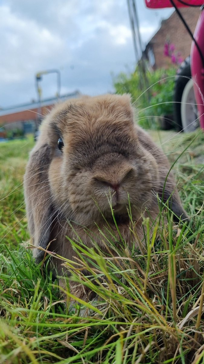 pipsy80's tweet image. He&apos;s such a gorgeous boy 😍