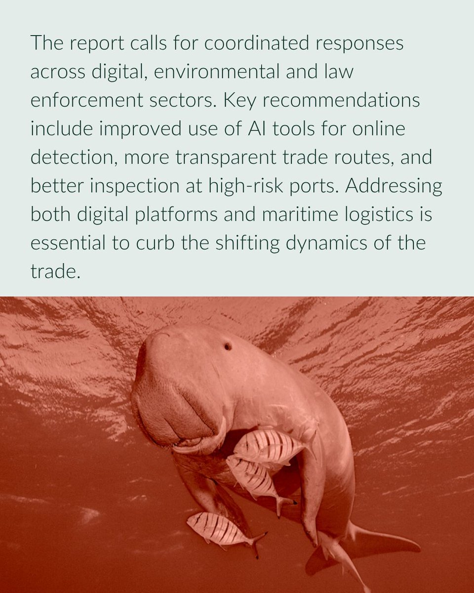 GI_TOC's tweet photo. 4/ 📘 The report also explores how maritime transport is used to smuggle wildlife, and how low container inspection rates are exploited.
Read the full report: https://t.co/kjhrmxOTYL
#WildlifeCrime #IWT #Ecosolve #SaveOurOcean https://t.co/Qt7lhSYETR