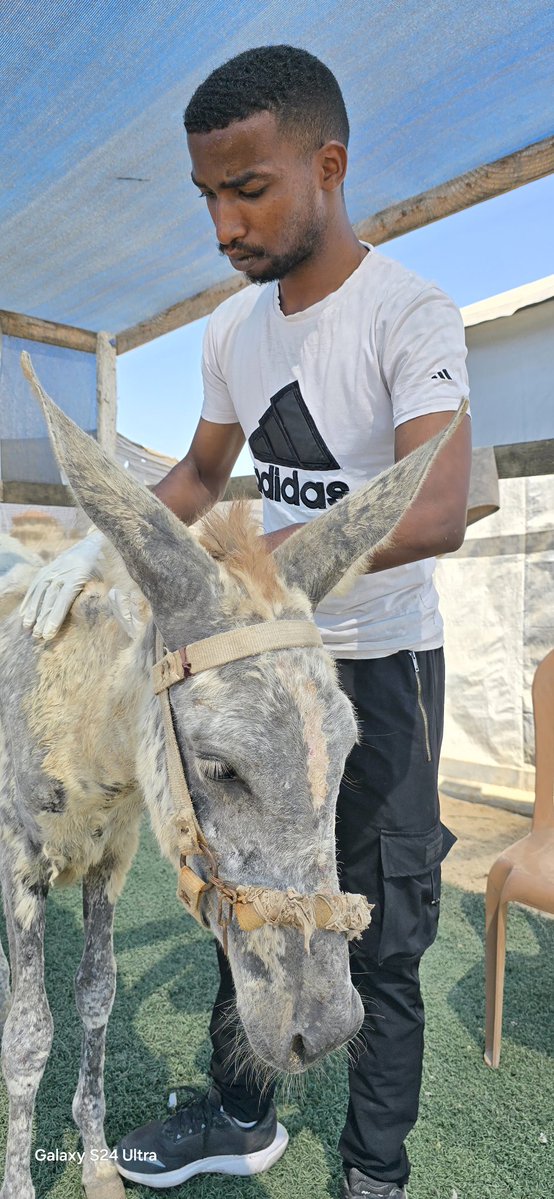 SulalaSociety's tweet image. We treated this poor beautiful donkey today. He is suffering from mange. We treated him with ivermectin and his owner will bring him back Saturday for follow-up treatment.
You can donate via the link:
linktr.ee/sulalaanimalre…