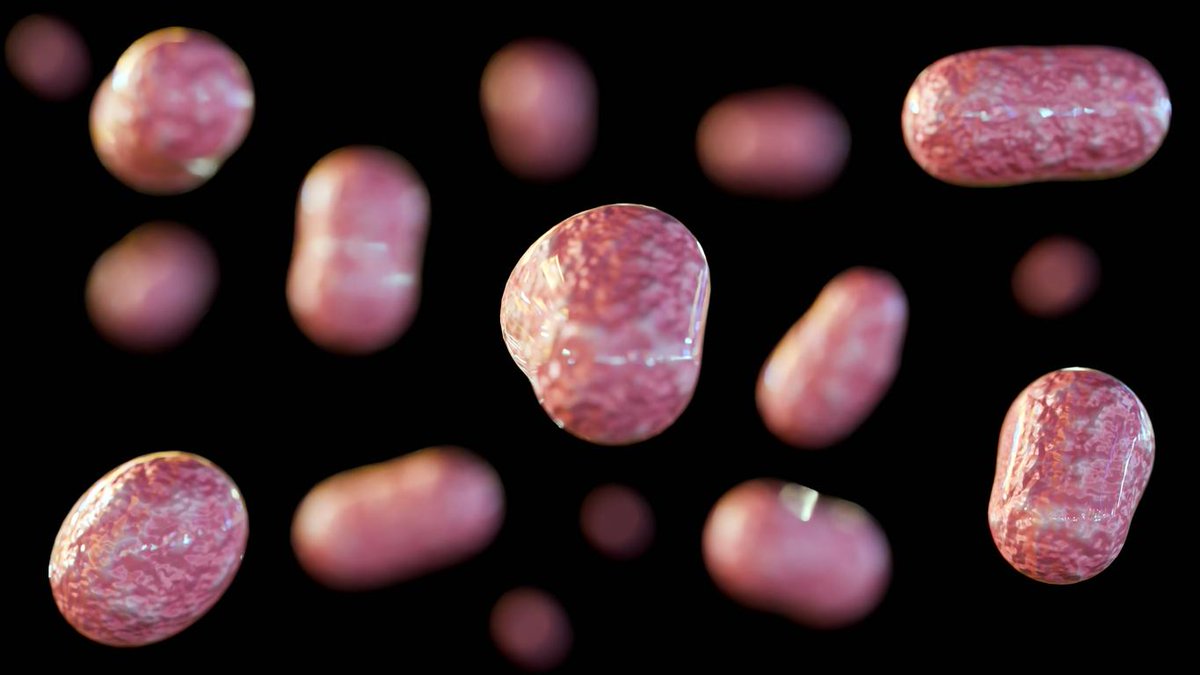CIDRAP's tweet image. Minnesota officials note rise in tularemia cases in humans and pets
Five human cases of tularemia have already been identified this year.
cidrap.umn.edu/minnesota-offi…