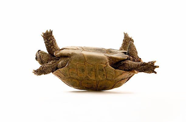 zoeysturtle's tweet image. me when I'm zoey from vivi's au and use the wrong account....