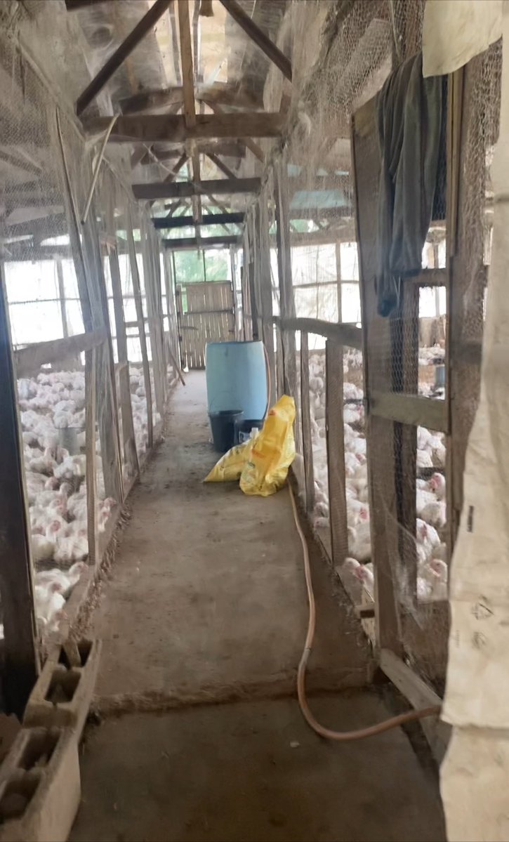 dlasgidifarmer's tweet image. Had a good time at the UI Agribusiness Incubation Centre (BSFL production), Broiler Project, with Prof. Thomas, Dr. Nathaniel & Dr. Fabian.
They took me on a trip there & ensured my full grasp of the projects goal to meet animal protein demands and create opportunities.
