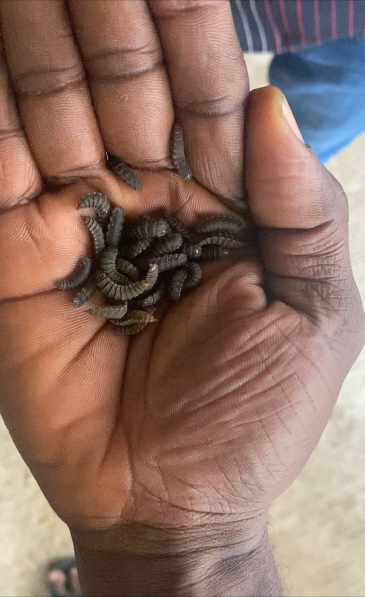 dlasgidifarmer's tweet image. Had a good time at the UI Agribusiness Incubation Centre (BSFL production), Broiler Project, with Prof. Thomas, Dr. Nathaniel & Dr. Fabian.
They took me on a trip there & ensured my full grasp of the projects goal to meet animal protein demands and create opportunities.