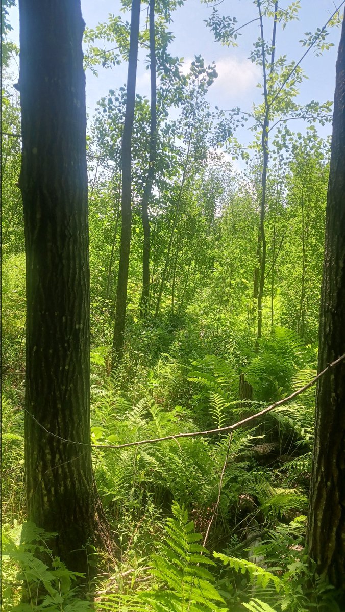JesseDornfeld's tweet image. We went to Saxon Falls in Wisconsin. I was convinced we didn't go far enough to get the best view, but I decided not to argue about it even though I was mad about it.