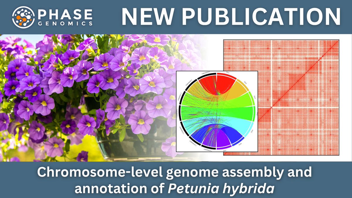 PhaseGenomics's tweet image. 🌸 Chromosome-scale genome of Petunia hybrida assembled with Proximo Hi-C, PacBio HiFi, Illumina & Bionano. 7 pseudochromosomes, 99.8% BUSCO with Hi-C being key for resolving repeats. A powerful resource for Solanaceae genetics & breeding.
📄 hubs.la/Q03ypPmb0
