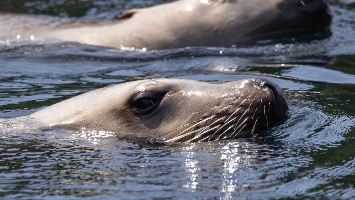 Sea lions are loud, curious, and totally unforgettable. 🦭
Spotted on eco-tours basking on the rocks or peeking out from the water—this is Sonora wildlife at its most playful.
#SonoraResort #SeaLions #EcoTour #LuxuryInTheWild