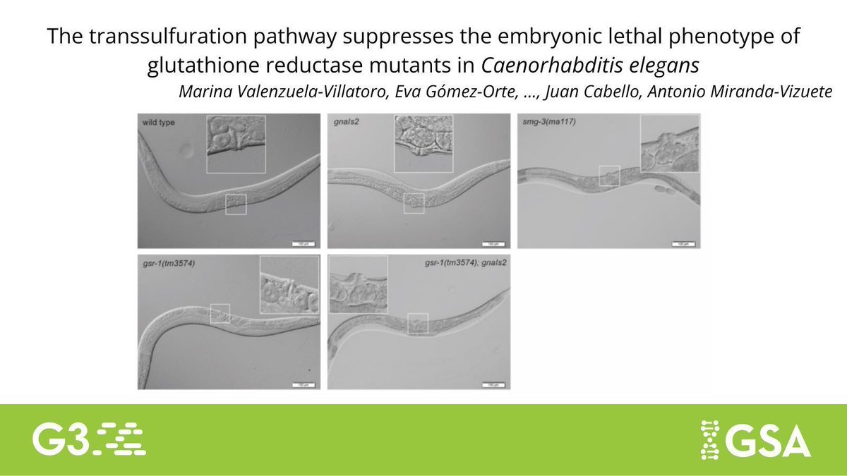 GeneticsGSA's tweet image. In #G3journal, @AMV_REDOX et al. discover that increasing the activity of the reverse transsulfuration pathway can compensate for the detrimental effect of the glutathione reductase (gsr-1) mutation allowing normal development and growth in #Celegans. 🪱
buff.ly/hPwSJrQ