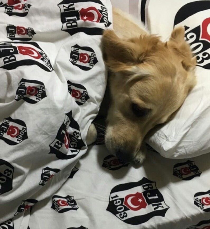 Beşiktaş Pics (@picsbesiktas) on Twitter photo 