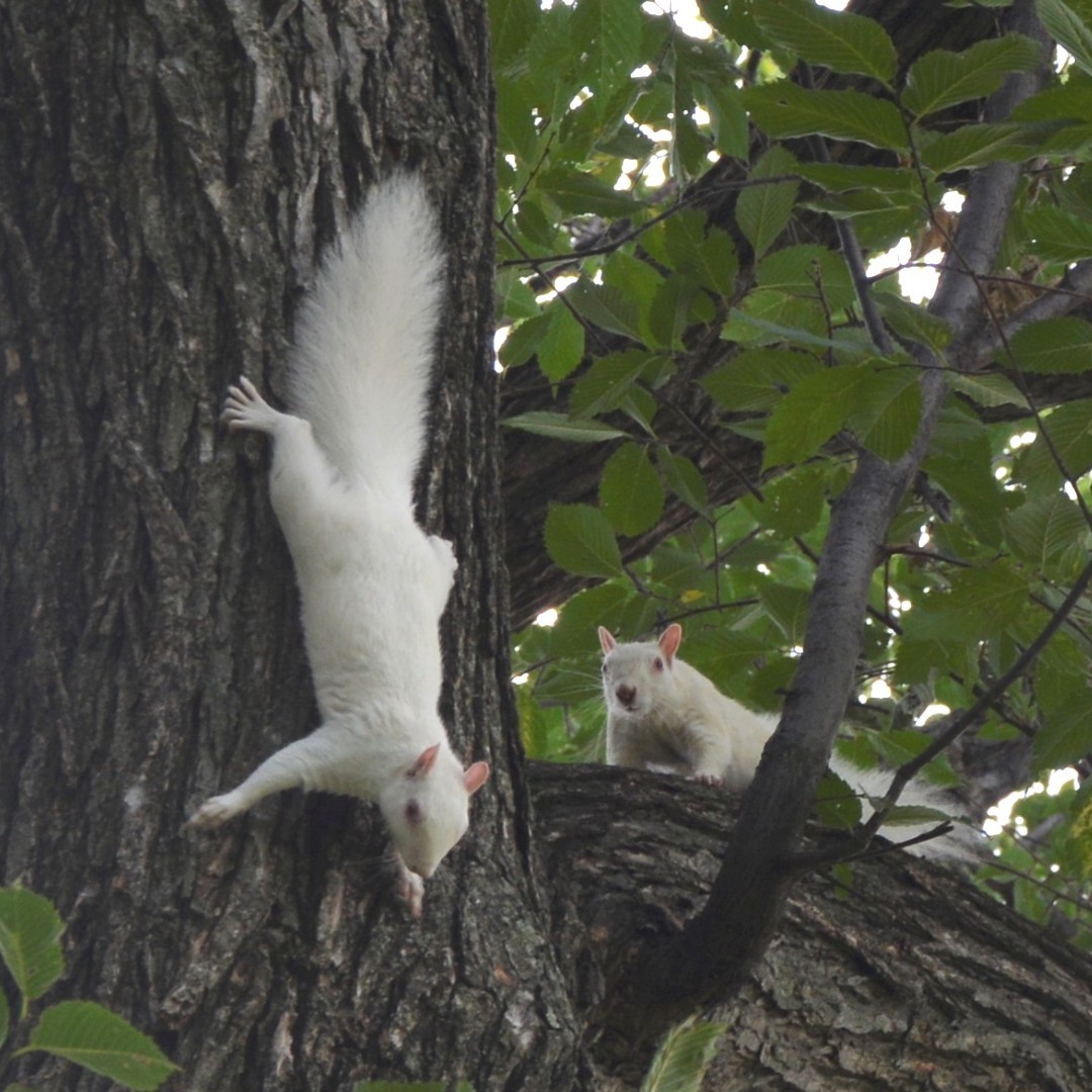 Interior's tweet image. How cool are these two!?
Visitors to @NationalMallNPS often spot white squirrels frolicking on the National Mall. Eastern gray squirrels come in various colors and often display a mix of gray, brown, black, and cinnamon fur, but only occasionally white.