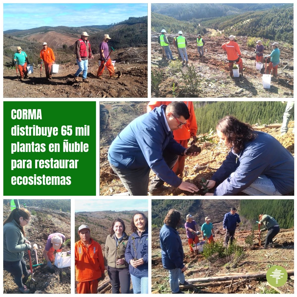 Corma Chile (@cormachile) on Twitter photo 🌱🌳Gracias al convenio de colaboración entre <a href="/conaf_minagri/">CONAF - Corporación Nacional Forestal</a> y CORMA, se distribuyeron más de 65.000 plantas en el Ñuble. Esta acción busca recuperar suelos degradados y apoyar a pequeños propietarios rurales afectados por los incendios.
Conoce más aquí👉 tinyurl.com/eaj7fnv8 🌱🌳Gracias al convenio de colaboración entre <a href="/conaf_minagri/">CONAF - Corporación Nacional Forestal</a> y CORMA, se distribuyeron más de 65.000 plantas en el Ñuble. Esta acción busca recuperar suelos degradados y apoyar a pequeños propietarios rurales afectados por los incendios.
Conoce más aquí👉 tinyurl.com/eaj7fnv8