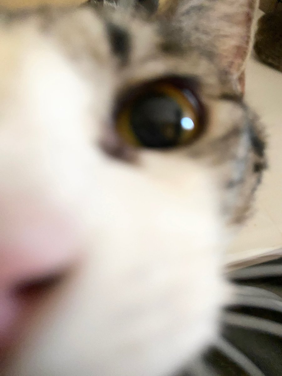 MRHWCats's tweet image. Folks! @SunCityCats, El Paso’s big TNR organization is now on Twitter! Please give them a follow as they’re totally new here and need friends.
Loki says “hi!” and is really looking forward to chatting with them! 🐈😻😆
