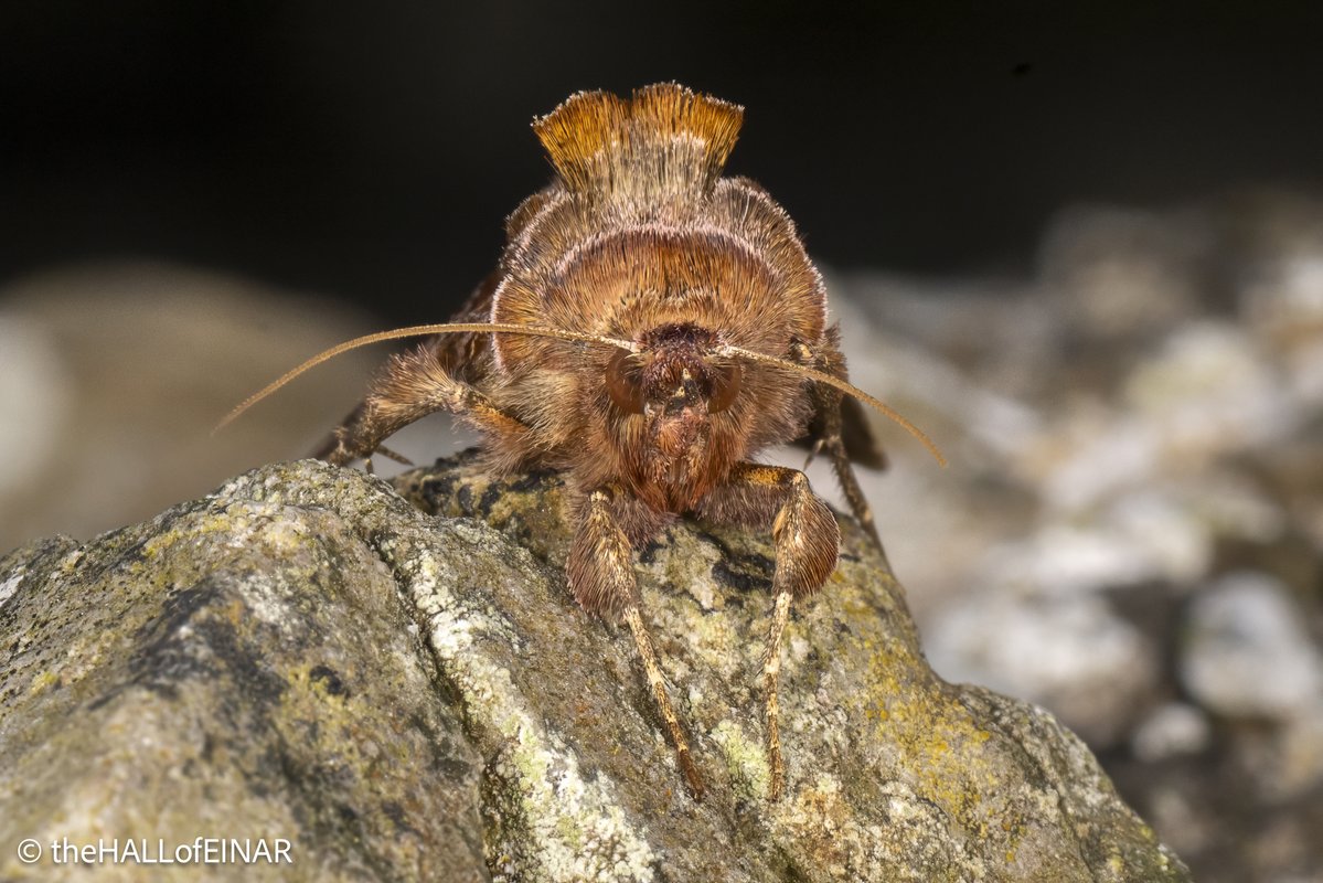 theHALLofEINAR's tweet image. We had Beautiful Golden Y moths, Autographa pulchrina, in our traps. They look particularly amusing from the front with their large plumes.
