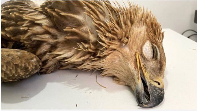 Beşiktaş’ı haşat ettiklerine gerçekten seviniyor musunuz ? Arkadaşlar 😂😂 #BJKvSHA