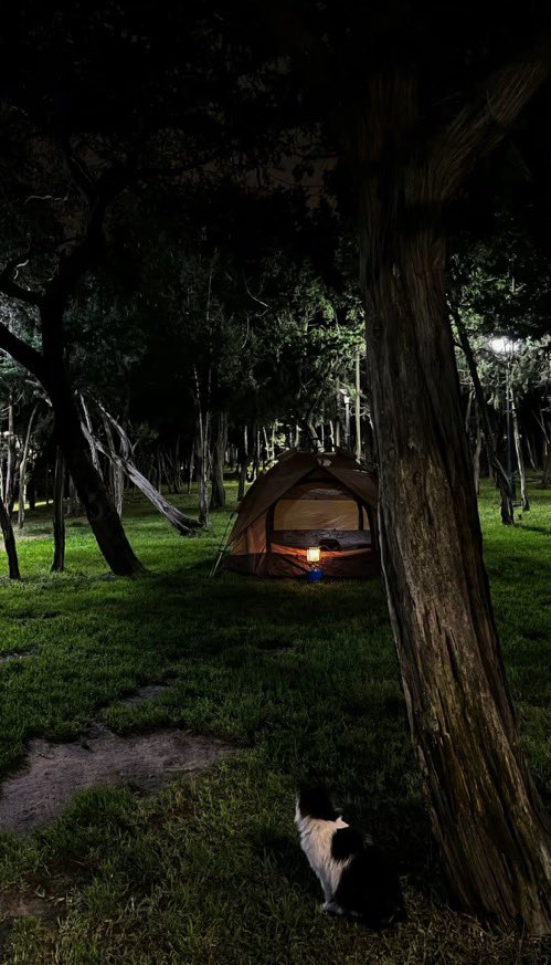 H901T's tweet image. Raghdan Forest in Al Baha at night… bro, the vibe just hits different 🌌🌲
Cool breeze and dead silence — makes you forget the world ✨🌙
If peace had a location, it’d be right there 📍
#MiddleEast #SaudiArabia #AlBaha #SaudiNature #RaghdanForest
#SaudiTourism