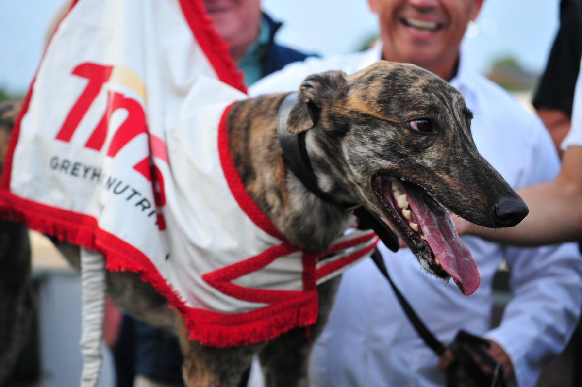Newcastle Greyhound Stadium (@newcastledogs) on Twitter photo Stonepark Hoffa is a machine, pass it on ๐ช
Sensational pace to the first bend from Savva Roberts' kennel star to win the <a href="/Time_Nutrition_/">Time Greyhound Nutrition</a> Sprint ๐
#NewcastleDogs ๐พ Stonepark Hoffa is a machine, pass it on ๐ช
Sensational pace to the first bend from Savva Roberts' kennel star to win the <a href="/Time_Nutrition_/">Time Greyhound Nutrition</a> Sprint ๐
#NewcastleDogs ๐พ