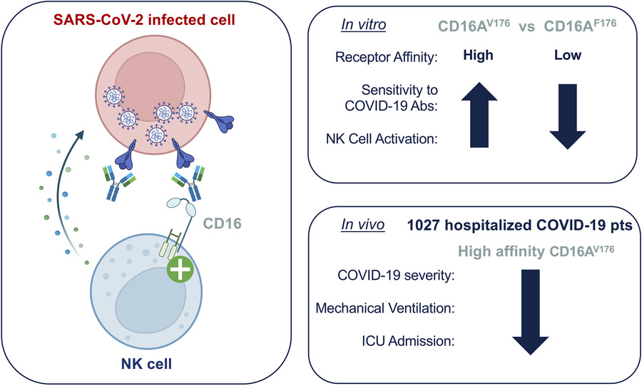 hipcProject's tweet image. Our collaborators unpacked a CD16 #polymorphism associated with #severe #covid19
Authors include:
@skleinstein @bpeters @Rouphael_N @SesmaLab @JoannDArce @VivianaSimonLab Bali Pulendran, Mark Davis, Elias Haddad, Al Shaw, Elaine Reed
insight.jci.org/articles/view/…
