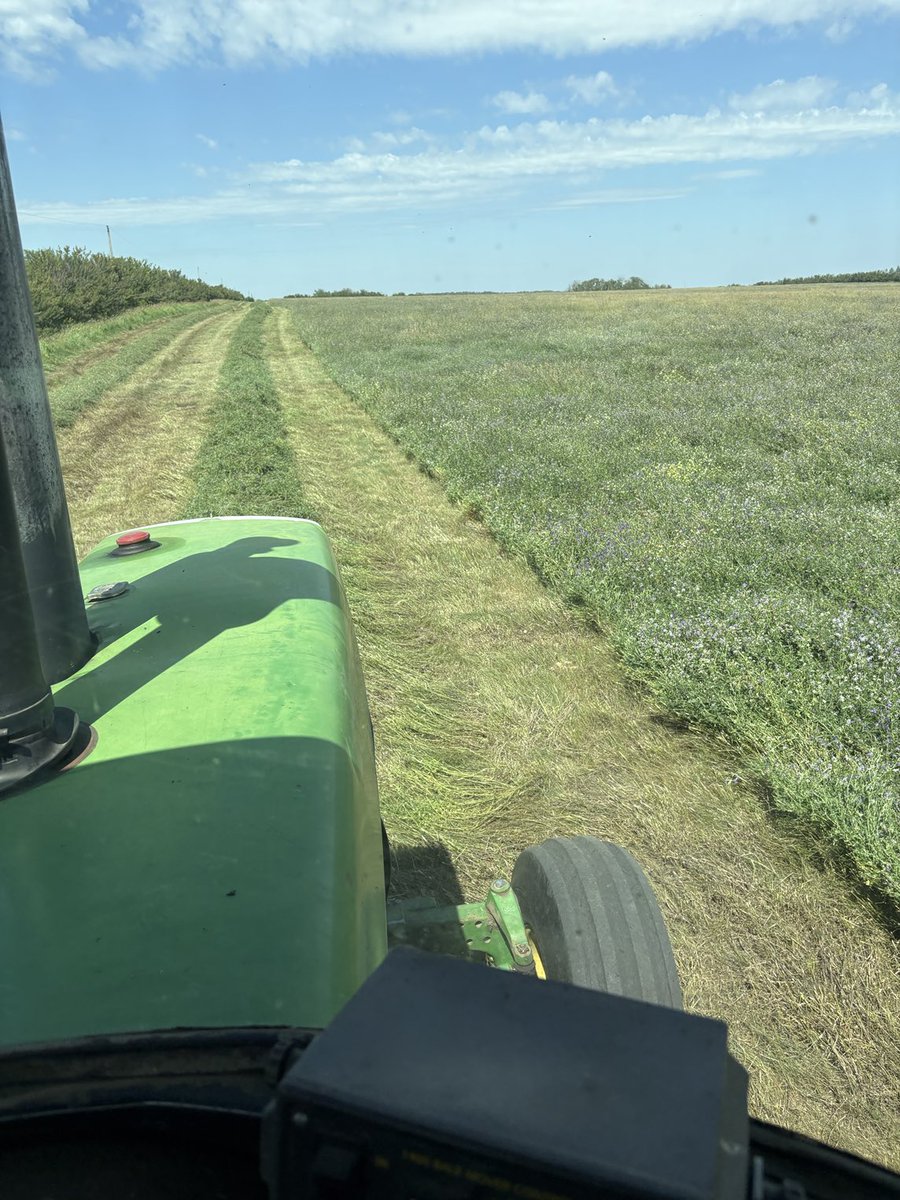 crazyrancher13's tweet image. Haven’t seen alfalfa hay like this in years. And this is a 6 or 7 year old stand. Very thankful. 🤠
